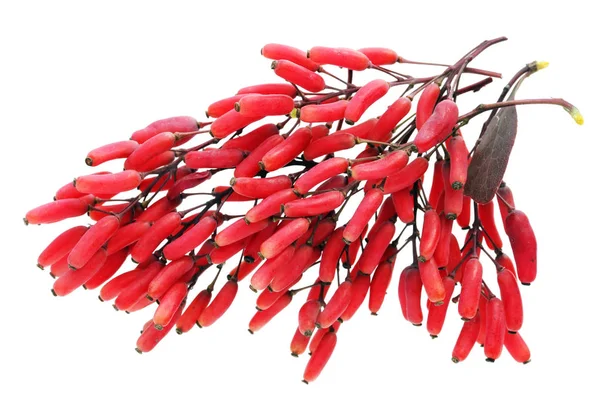 百红椭圆形成熟酸浆果的花园檗果在树枝上 在白色演播室宏拍摄时被隔离 — 图库照片