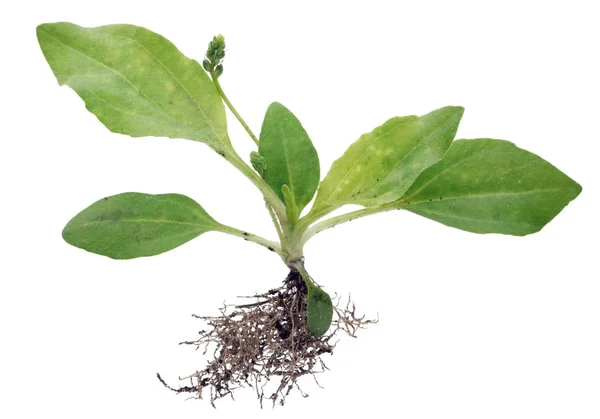 Een Kleine Echte Stronk Van Wild Weegbree Plant Met Vuile — Stockfoto