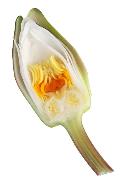 Innerlijke Knippen Van Zomer White Water Lily Bud Binnenkant Van — Stockfoto