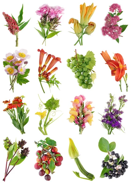 July Summer European Plants Flowers Set Isolated White Studio Macro — Stock Photo, Image