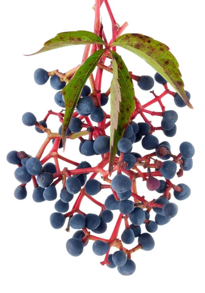 Blue Sour Small Berries Wild Grapes Ripen Red Twigs Isolated — Stock Photo, Image