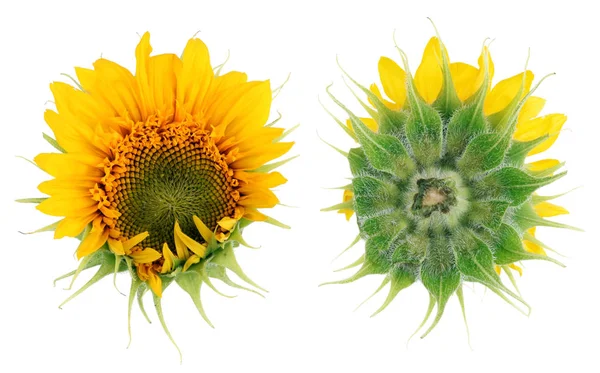Kwiat Słonecznika Nieregularnym Kształcie Dziwne Widok Górny Dolny Białym Tle — Zdjęcie stockowe