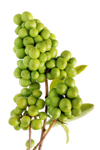 Unripe green berries of the wild forest  bushes of elderberry are like grape. Isolated on white studio macro shot