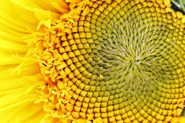 Pączek Słonecznika Początku Dojrzewania Nasion Widok Kwiatu Góry Małe Krople — Zdjęcie stockowe
