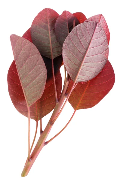 红色生物警报概念 在树枝上分离的紫色叶子的宏观拍摄 — 图库照片