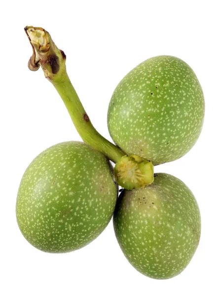 Three Real Immature Green Walnuts One Branch Isolated White Studio — Stock Photo, Image