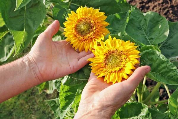 Mujer Anciana Agricultor Recoge Cuida Los Girasoles Amarillos Jardín Cama — Foto de Stock