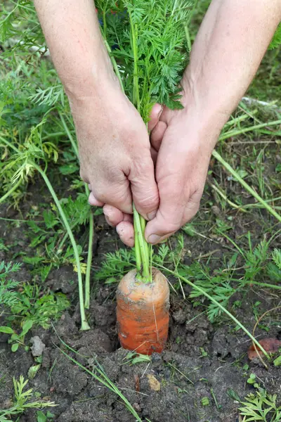 Campesino Saca Tierra Una Enorme Zanahoria Madura Otoño Día Jardín —  Fotos de Stock