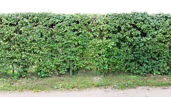 Uma Sebe Longa Arbusto Espinheiro Decorativo Cortado Isolado Topo Colagem — Fotografia de Stock