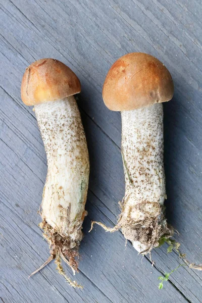 Small Fresh Forest Mushrooms Lie Blue Wooden Table Outdoor Macro — Stock Photo, Image