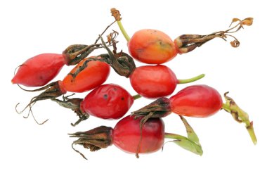 Büyük miktardaki vitamini C. Isolated beyaz stüdyo makro çekim üzerinde orman vahşi kalça kırmızı sonbahar meyveleri içeren