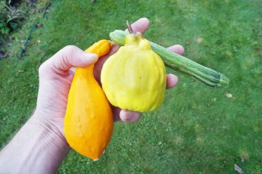 Çiftçi bahçıvan elinde geçen sonbahar sebze - kabak, kabak ve ayva tutuyor..