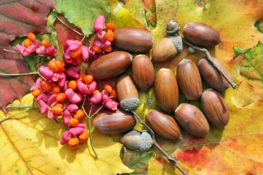 Akçaağaç yaprakları, meşe palamudu ve euonymus çilek sonbahar natürmort. Güneşli bir gün açık makro çekim
