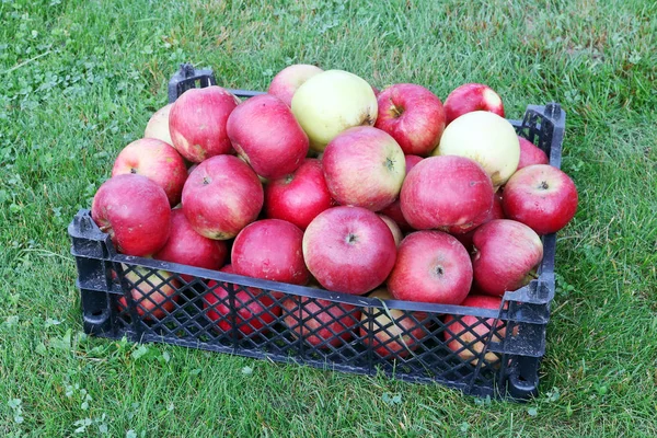 Plastic box with  real ecological  red autumn apples on a green rural garden lawn