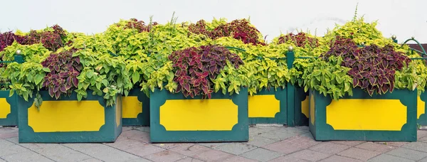 ストリート都市に花瓶がコンクリートで緑と赤の装飾的な植物が育ちます 秋の日のいくつかの写真からの全景が見えるコラージュ — ストック写真