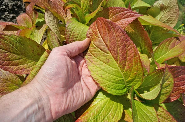 Anciano Granjero Abuelo Sostiene Mano Unas Hojas Arbusto Hortensia Otoñal — Foto de Stock