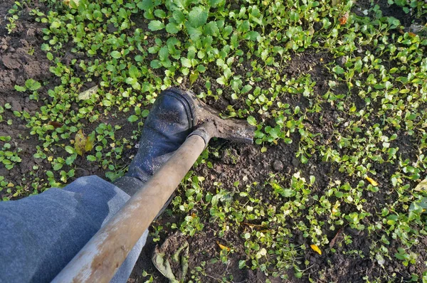 Seasonal Work Autumn Garden Farmer Digs Soil Garden Hand Shovel — Stock Photo, Image
