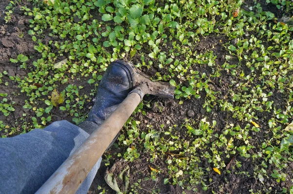 Sezónní Práce Podzimní Zahradě Farmář Kope Půdy Zahradě Ruky Lopatu — Stock fotografie