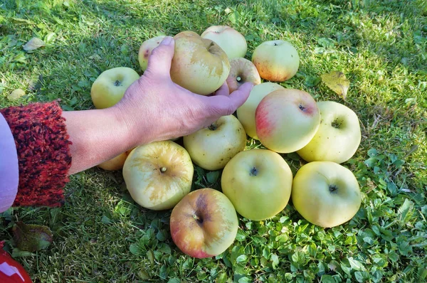 一位老年妇女园丁收割了一茬苹果 阳光明媚的秋季10月天花园拍摄 — 图库照片