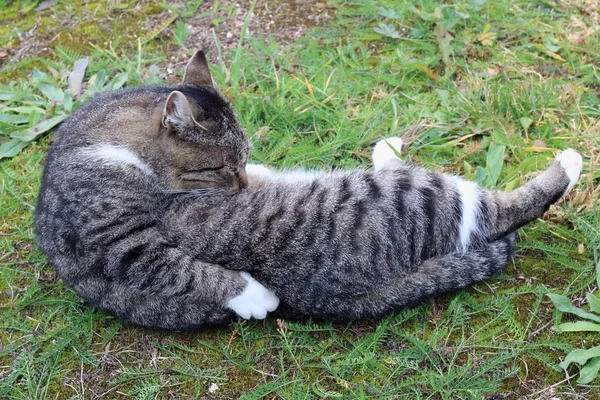 Fêmeas Gato Posam Durante Estro Probabilidade Máxima Engravidar Rua Animal — Fotografia de Stock