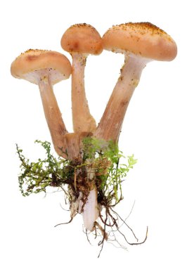 Shitake gerçek orman ağaç kökleri ve moss ile büyüyen sezon başında mantar. Beyaz stüdyo makro çekim izole