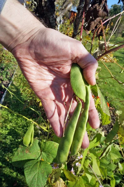 Farmer Man Tearing Ripe Bean Pods Branches Hands Sunny Autumn — Stock Photo, Image