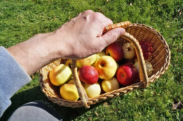 Campesino Anciano Sosteniendo Canasta Con Grandes Manzanas Amarillas Rojas Maduras — Foto de Stock