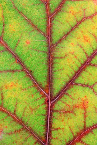 秋天的各种颜色 从绿色到红色和黄色 在一个橡树叶 10月宏观演播室射击作为血液静脉和血管概念 — 图库照片