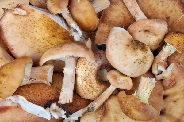 Shitake Real Floresta Árvore Cogumelos Macro Fundo Isolado Estúdio Branco — Fotografia de Stock