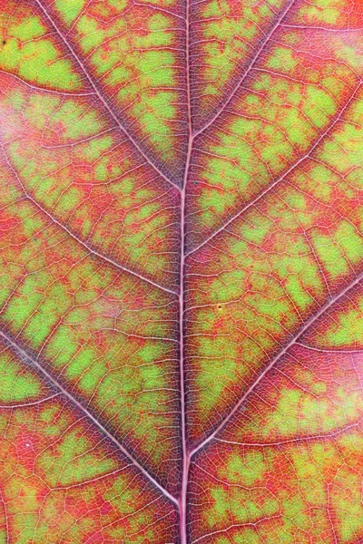 秋天的各种颜色 从绿色到红色和黄色 在一个橡树叶 10月宏观演播室射击作为血液静脉和血管概念 — 图库照片