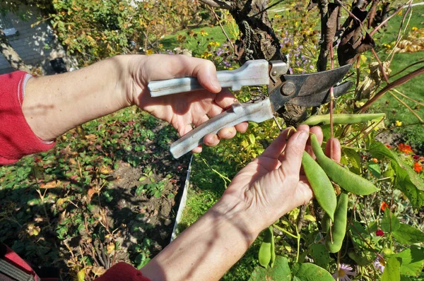 Anciana Agricultora Rasgando Vainas Frijol Maduro Para Ramas Con Podadora — Foto de Stock