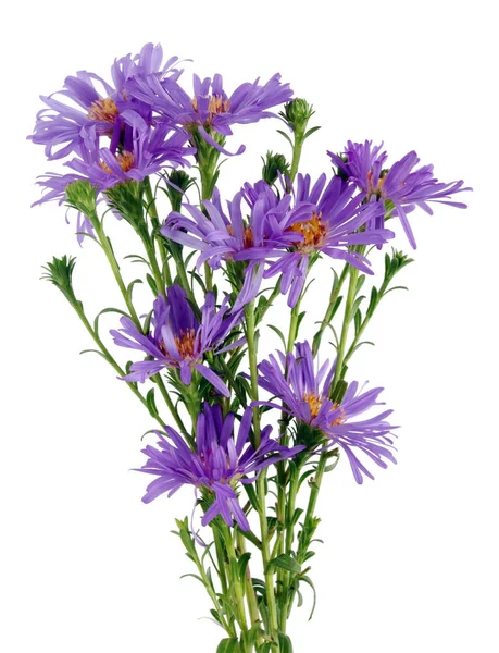 Ramo Miniatura Las Flores Los Crisantemos Azules Del Primer Agosto — Foto de Stock