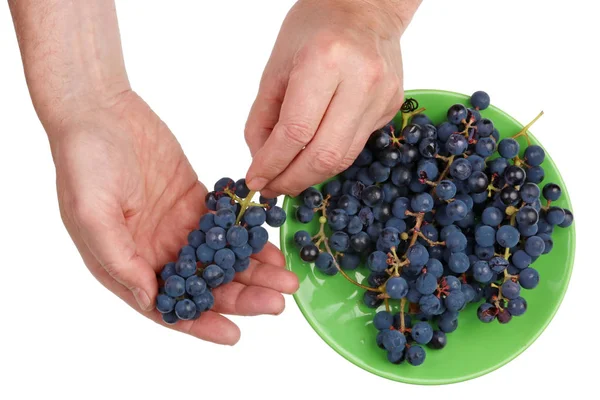 Chef Kok Man Controleert Kwaliteit Van Rode Herfst Druiven Isabella — Stockfoto