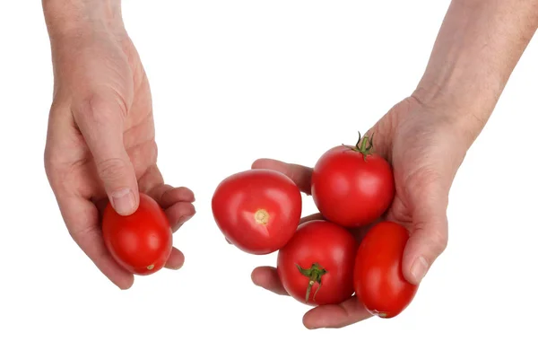Der Küchenchef Überprüft Die Qualität Der Roten Süßen Tomate Bevor — Stockfoto