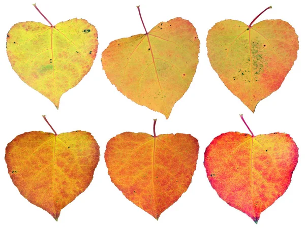 Έξι Καρδιές Φθινόπωρο Από Κίτρινο Κόκκινο Χρώματα Οκτωβρίου Φύλλα Του — Φωτογραφία Αρχείου