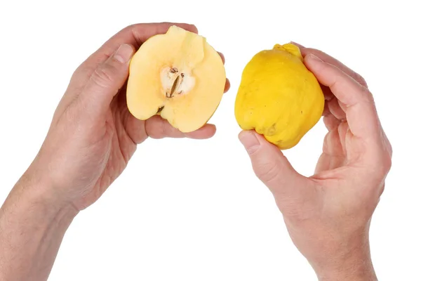 Ronde Werd Voor Rip Grote Gele Kweepeer Fruit Handen Van — Stockfoto