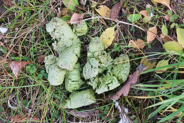 Lamb Droppings Due Large Number Undigested Algae Has Green Color — Stock Photo, Image