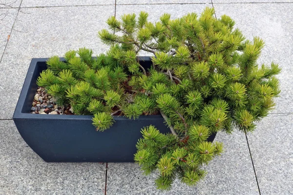 Pino Stile Bonsai Cresce Una Scatola Ceramica Pavimento Grigio Granito — Foto Stock