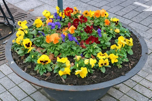 Flores Amarelas Azuis Vermelhas Doces Outono Dos Pansies Crescem Flowerpot — Fotografia de Stock