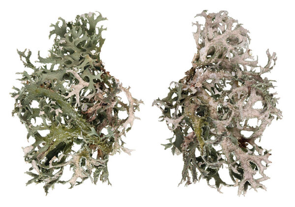 Fragment of natural european forest  gray moss lichen  plant.  Isolated ion white studio macro  shot