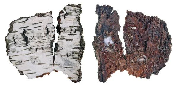 フォレスト地衣の成長のコロニーの白樺樹皮の腐ったのフラグメントの上部と下部のビュー 白マクロ スタジオ セットに分離 — ストック写真