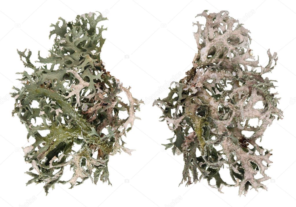 Fragment of natural european forest  gray moss lichen  plant.  Isolated ion white studio macro  shot