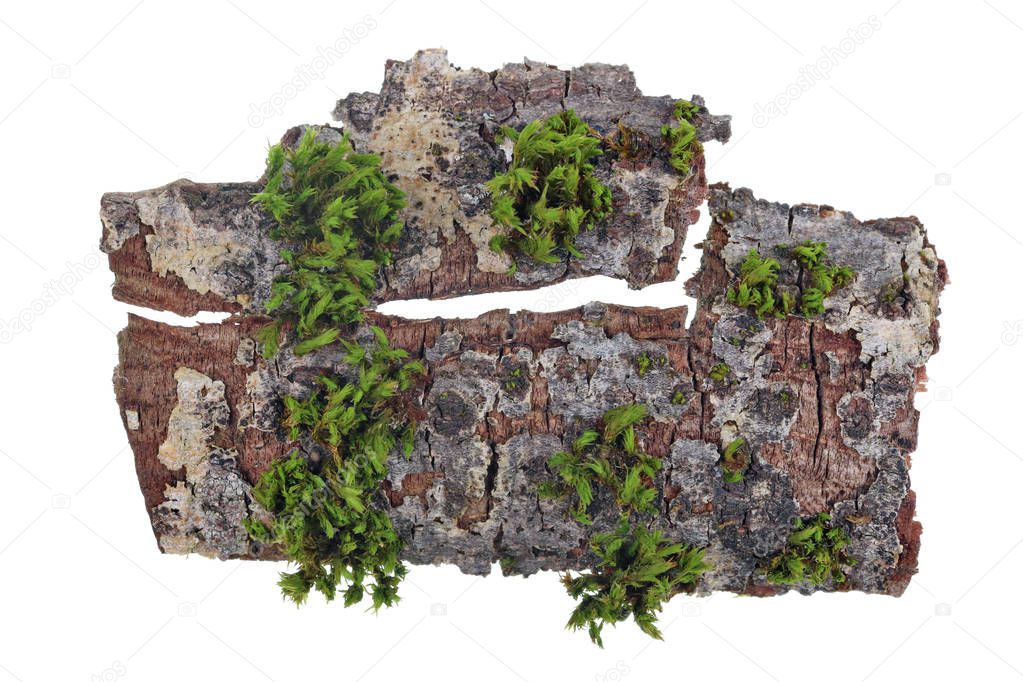 Tropical island top view  concept. On a piece of bark of a oak tree the green moss grows . Isolated on white studio macro shot