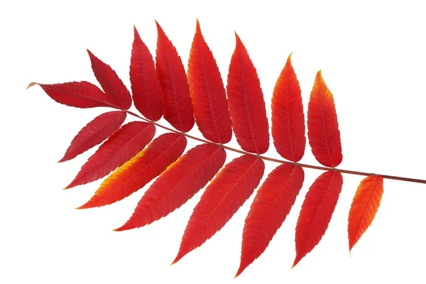 Outono Cores Vermelhas Conceito Folha Outono Perfeita Isolado Estúdio Branco — Fotografia de Stock