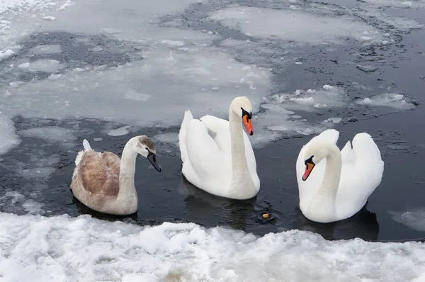 Flock Swans Freezes Cold Winter Ice Lake Eat Piece Bread — Stock Photo, Image