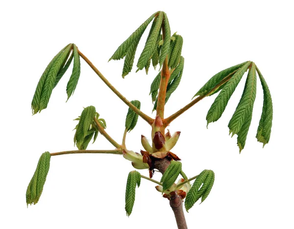 Dubna Jarní Větve Zelené Čerstvé Listy Kaštanu Izolované Bílém Venkovní — Stock fotografie