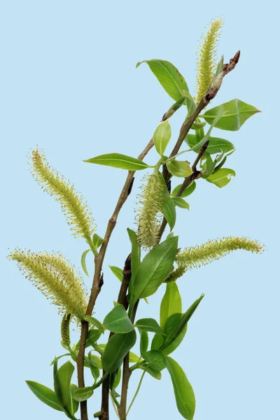 Spring April  twigs  with flowering buds and green leaves  of wild Willow tree. Isolated on  blue sky background studio macro