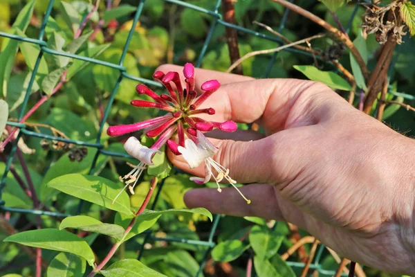 Starší Muž Farmář Vyskladnění Péče Okrasné Zimolez Bush Květy Která — Stock fotografie