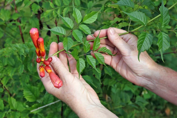 Mulher Idosa Agricultor Escolhe Cuidado Flores Jardim Trompete Vermelhas Arbusto — Fotografia de Stock