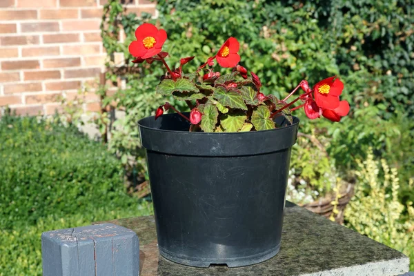 Rode Bloemen Zwarte Plactic Pot Groeien Buurt Van Vakantiehuis Zonnige — Stockfoto